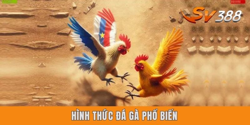 Hình thức đá gà phổ biến