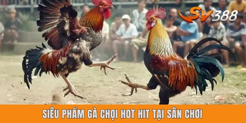 Siêu phẩm gà chọi hot hit tại sân chơi