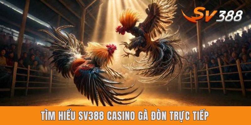 Tìm hiểu SV388 casino gà đòn trực tiếp